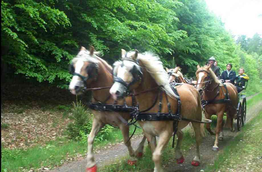 Vierspännig unterwegs im Kellerwald.